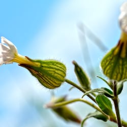 just flowers 02