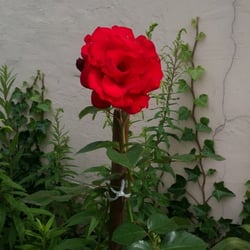 Natur 2012 Blumen