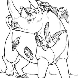 Spitzmaulnashorn