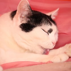 Bastet the Cat 2012 Teil 03