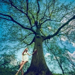 Baum