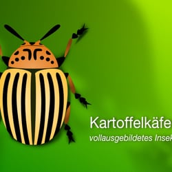Kartoffelkäfer, voll ausgebildeter Käfer