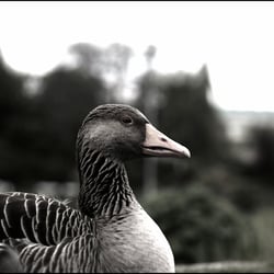 Gans grau