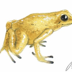 Tierillu 2