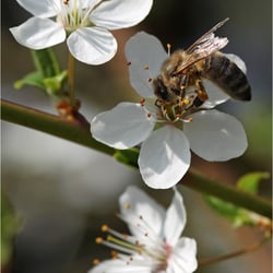 Baumblüte im Frühling