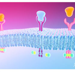 Zellmembrane Artwork