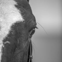 Tierfotografie