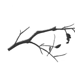 AST