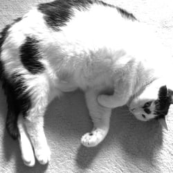 Bastet