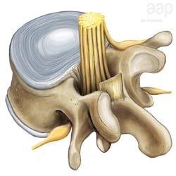 Medizinische Illustration, Wirbelknochen