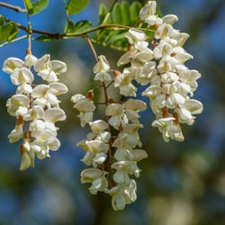 Robinien Blüten