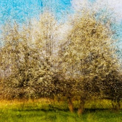aus der Serie „Nature“