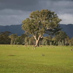 Australien