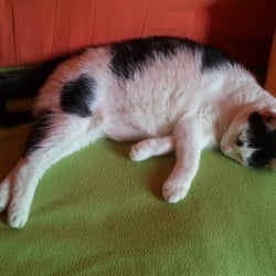Bastet