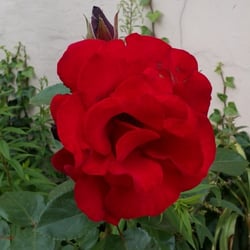 Natur 2012 Blumen