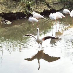Flamingo