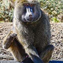 DSC1080−2 Affe3Äthiopien