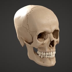 Skull