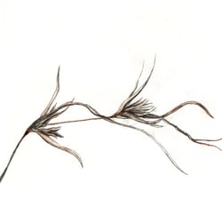 Eukalyptus, Blüte, 2011, Bleistift und Buntstift