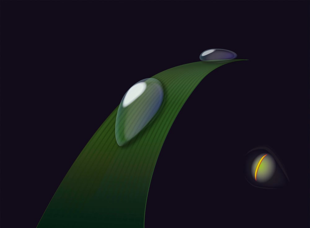 Grass