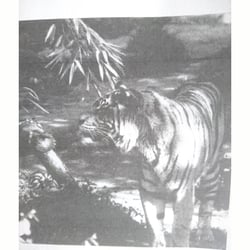 Tiger schwarzweiß Fotografie