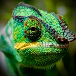 Gecko