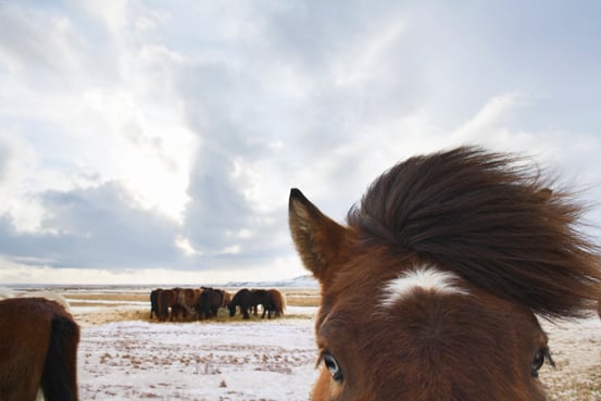 iceland horses