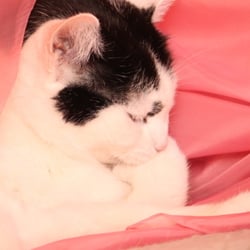 Bastet the Cat 2012 Teil 04