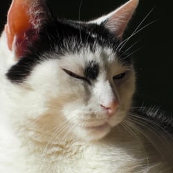 Bastet the Cat
