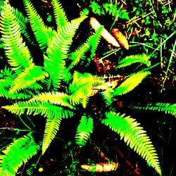 Nature 7 / Natur 7