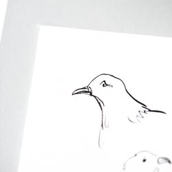 Taube / Illustration