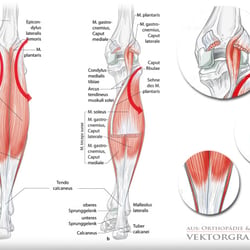 Wadenbein – Muskulatur, Sehnen, Nerven, Knochen