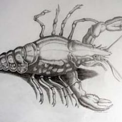 Hummerbleistift