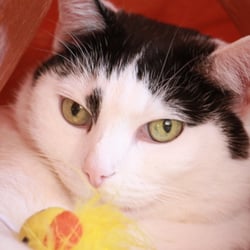 Bastet the Cat 2012 Teil 02