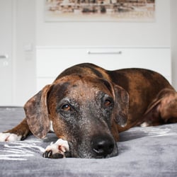 TIERFOTOGRAFIE