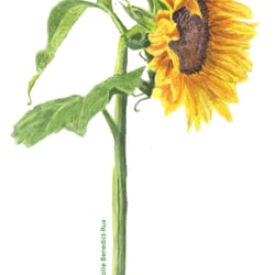 Sonnenblume