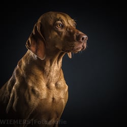 Magyar Vizsla