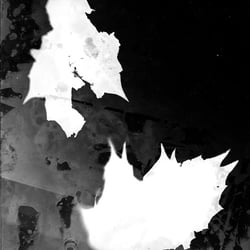 PHOTOGRAMS VIII
