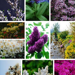 Blumen
