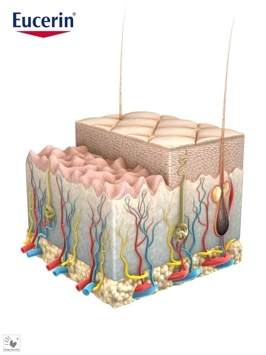 Epidermis Final