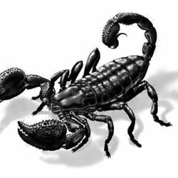 „Pandinus imperator“