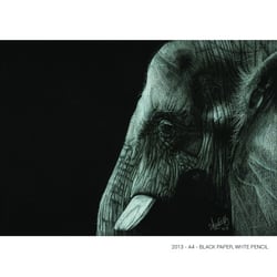 Portrait of an Elephant – Black paper A4 / White color pencil