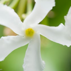 Blumenbild (2 von 60)