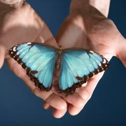 Schmetterling-cranio-2−1920px