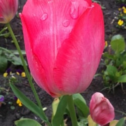 Flowers 07