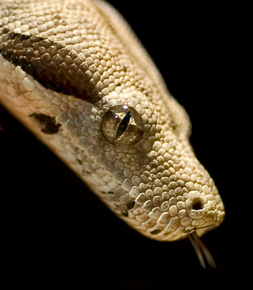 Boa Constrictor