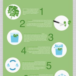 Infografic Cilantro