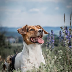 Hundefotografie, Tierfotografie