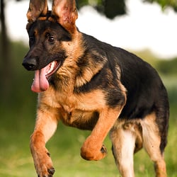 Deutscher Schäferhund
