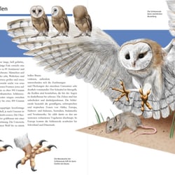 Natur-Illustrationen
